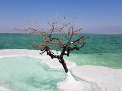 Dead Sea salt. Photo by Alexey Komissarov: https://www.pexels.com/photo/a-bare-tree-on-the-beach-9946841/